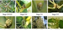 avocado phenological stages for Topics in Subtropics Blog