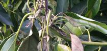 heat damage to new avocado for Topics in Subtropics Blog