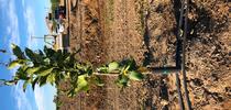 irrigation double line citrus for Topics in Subtropics Blog