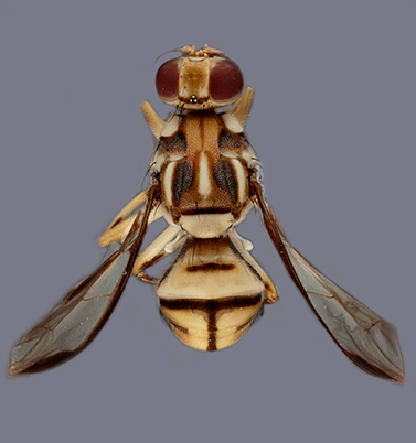 tau fruit fly