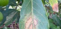 ALB-Leaf-Damage-Low-Res for Topics in Subtropics Blog