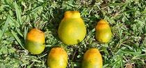 hlb defprmed citrus for Topics in Subtropics Blog