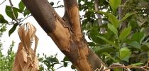 rat damage citrus bark for Topics in Subtropics Blog