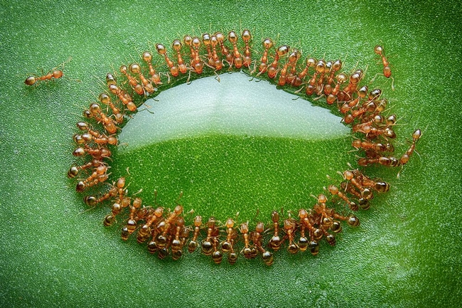 Ants feeding on a drop of honey dew, Photo by: Husni Che Ngah