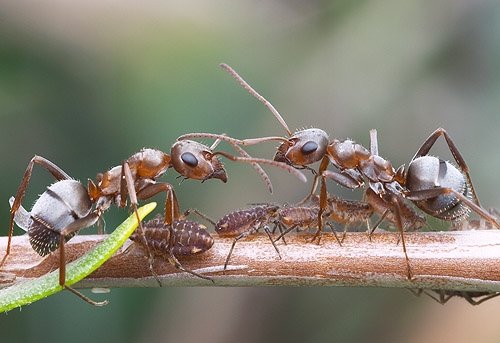 Fig. 3. Native Grey Ant, Photo: Alex Wild