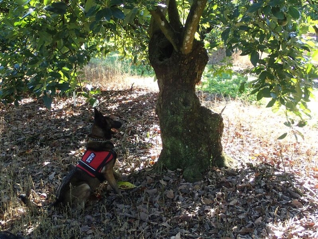 dog identifying lw tree