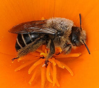 Diadasia bituberculata bee