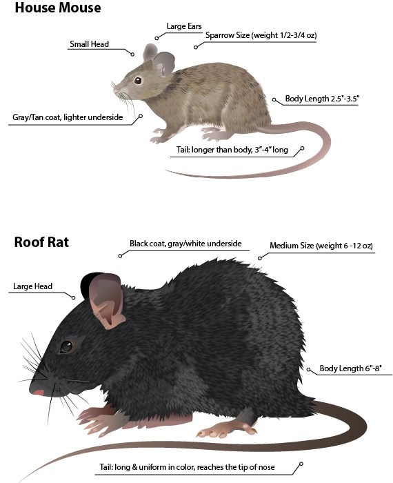 Where Do Roof Rats Live During the Day & Night?