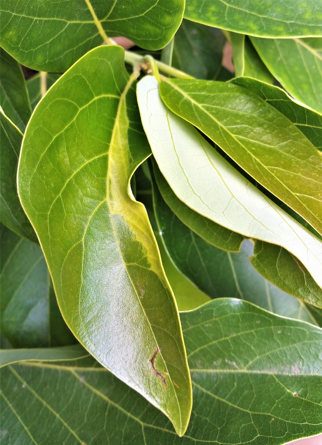 Sun Blotch leaf