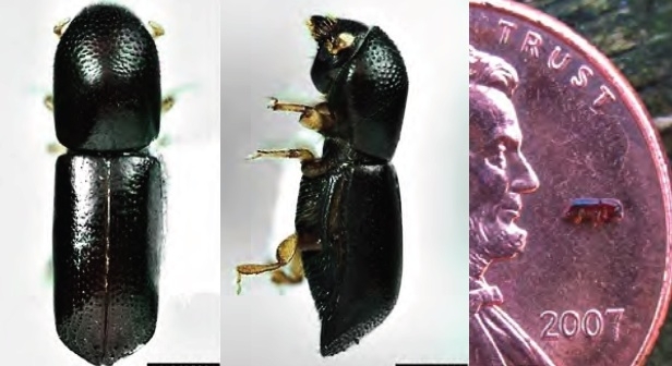 Redbay-Ambrosia-Beetle-Laurel-Wilt-disease
