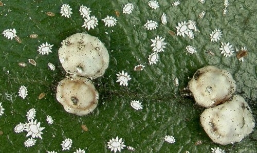 White Wax Scale - The Curious Gardener