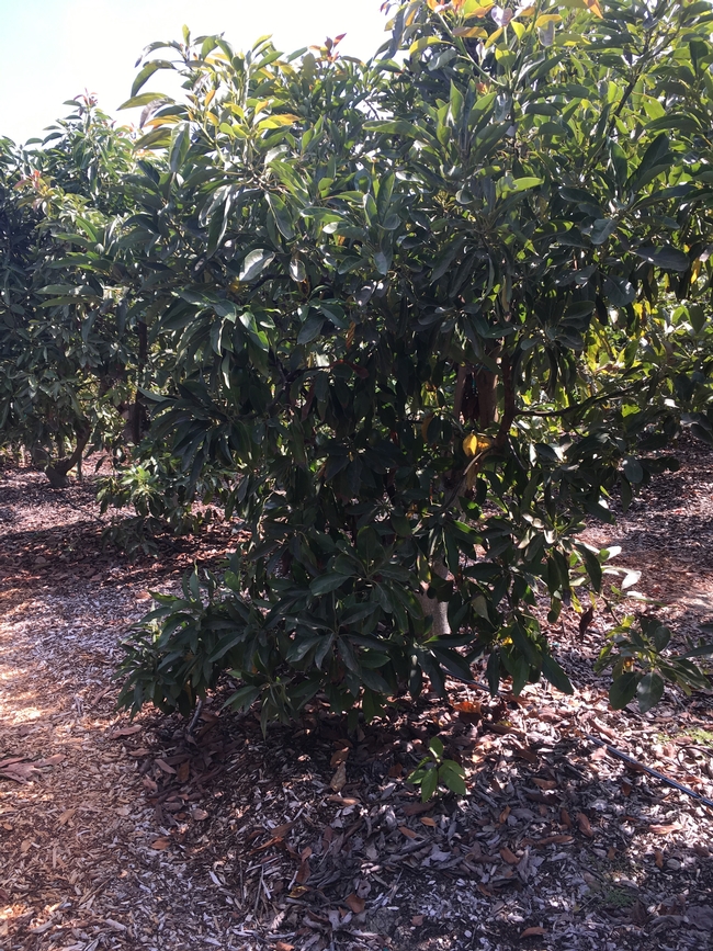 avocado wilting canopy