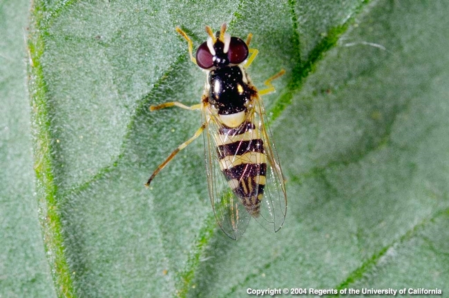 syrphid adult