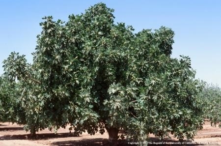 mature fig tree
