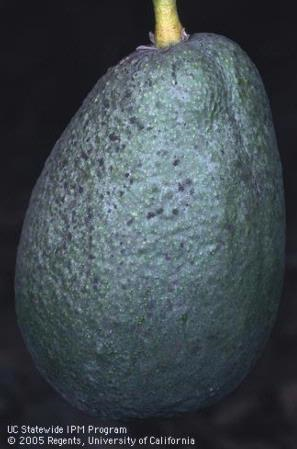 sooty mold avocado fruit