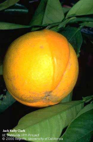 chimera on orange peel