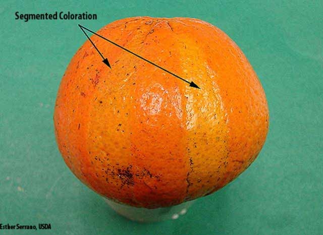 chimera orange fruit