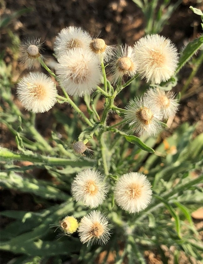 hairy fleabane seeds