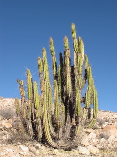 sanky cactus plant