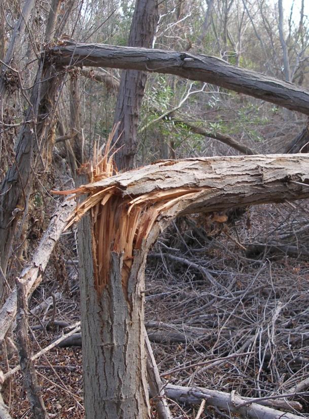 shot hole borer damage willow