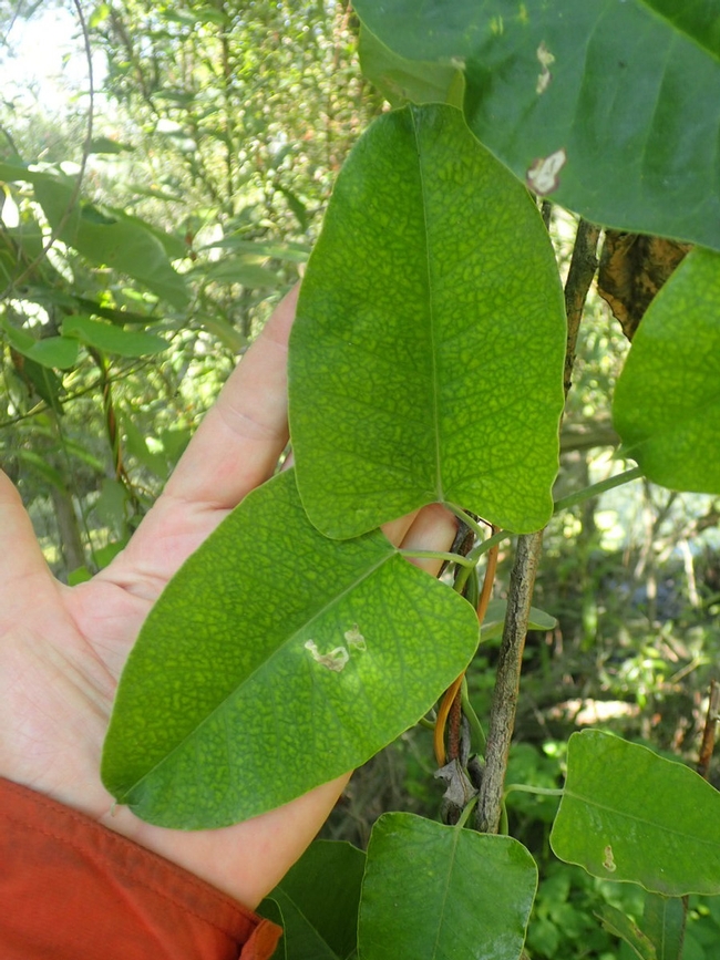 araujia leaves