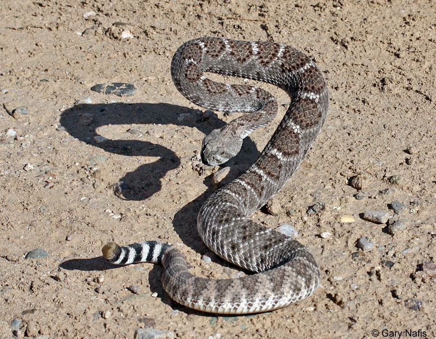 baby diamondback rattlesnake