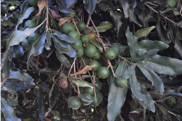 Macadamia tetraphyllia Tree Seeds Macadamia Nut