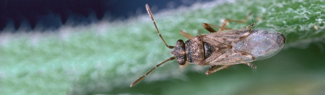 false chinch bug adult