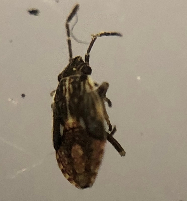 false chinch bug nymph