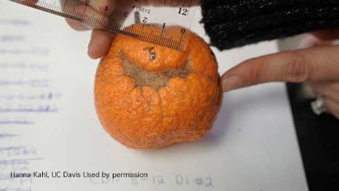 earwig damage to mandarin