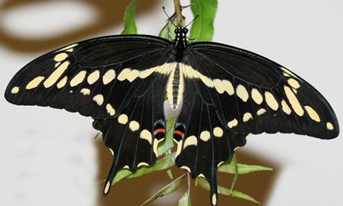 giant swllowtail adult