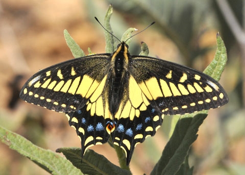 anise swallowtail adult