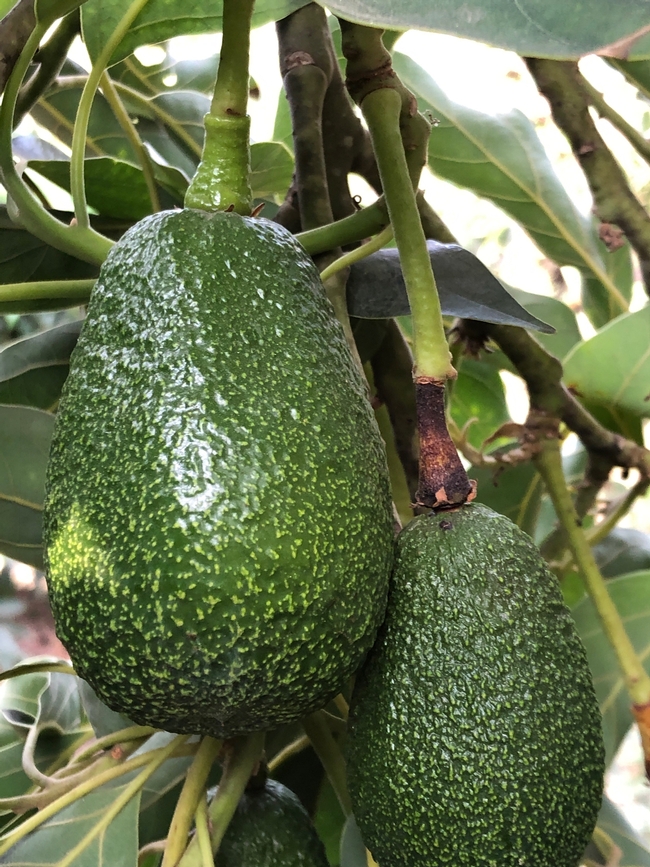 avocado heat to stem