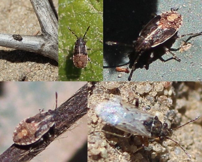 false chinch bug composite