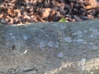 avocado lichen