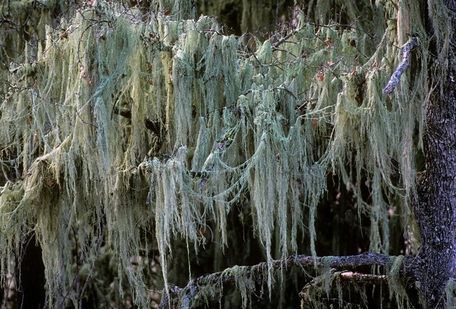 lace lichen fishnet