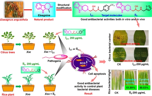 plant derived alkaloids scheme