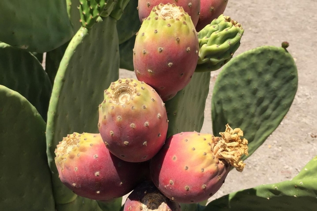 cactus pear