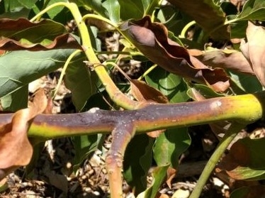 avocado sunburn branch (2)