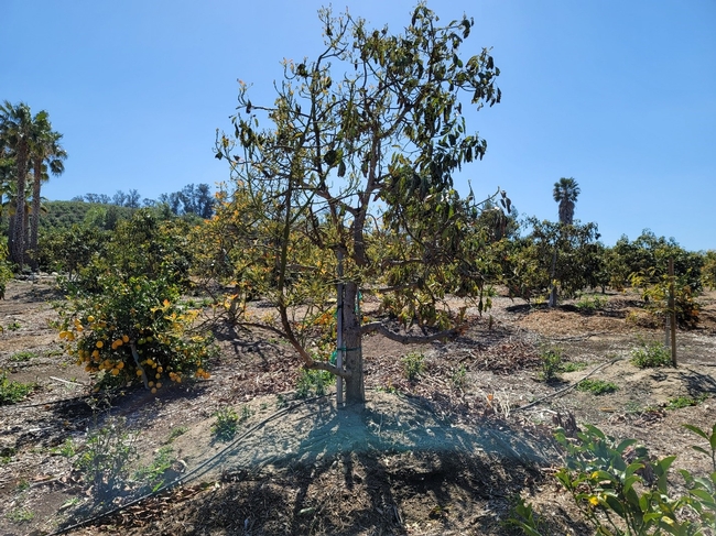 avocado defoliating