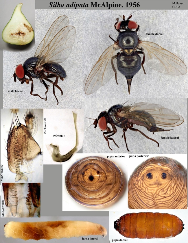 black fig fly images