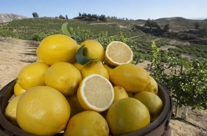 seedless lemon 3x9