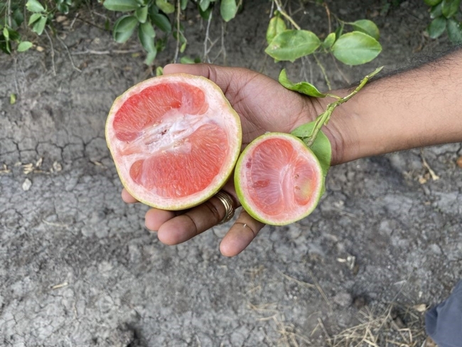 healthy grapefruit