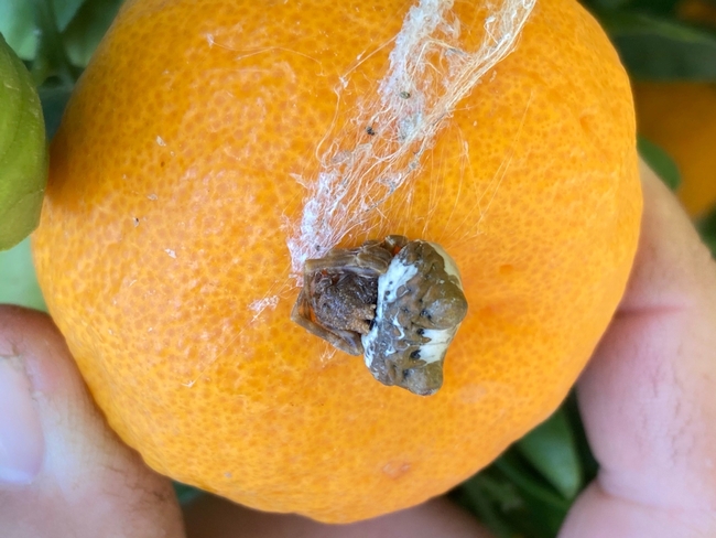 bolas spider citrus