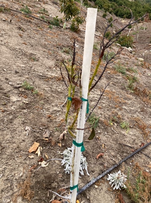 avocado replant dying