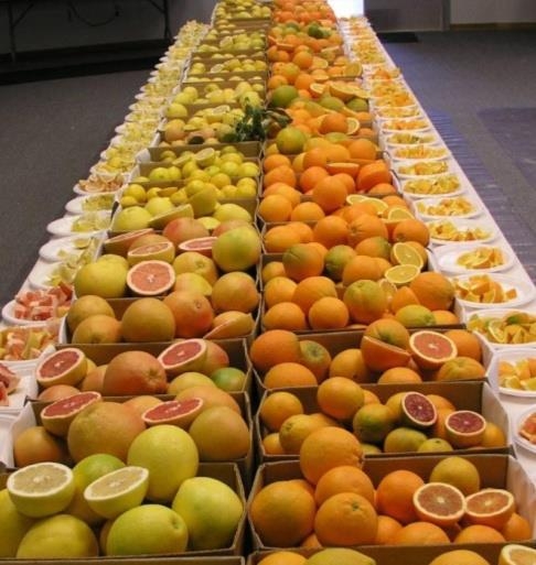 citrus table varieties