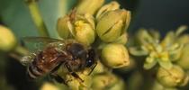 honey bee in avocado for Topics in Subtropics Blog