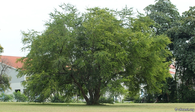 pithecellobium dulce1 tree