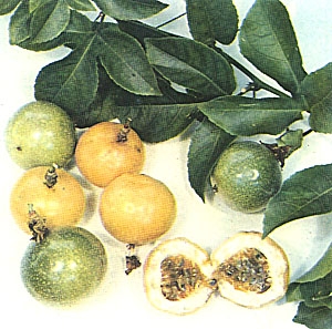 passionfruit flavicarpa