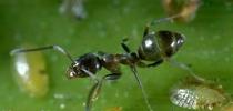 aRGENTINE ANT for Topics in Subtropics Blog